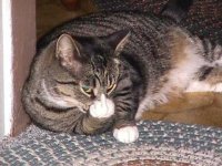 comedy - kitty giving the finger (1).jpg