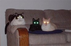 evilcats.jpg