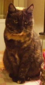 katt.jpg