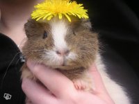 söt hamster från blocket.jpg