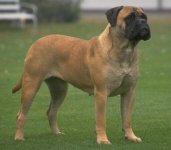 bullmastiff.jpg