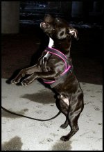 Fixad_1_IMG_2287 mini.JPG