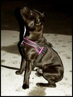 Fixad_7_IMG_2286 mini.JPG