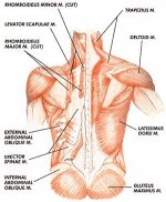 delete img_BackMuscleStructure.jpg