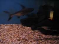100_0052.JPG