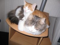 100_0065_2.JPG