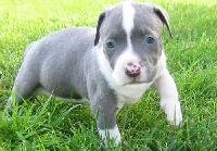 Pitbull.jpg