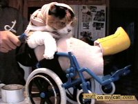20051123-LILY.jpg