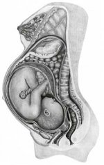 uterus.jpg
