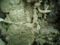 PIC00049a.JPG