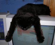 Katt.jpg