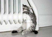 hotpussy.jpg