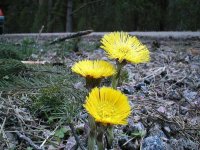 Tussilago19_jpg.jpg