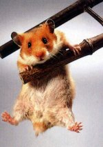 goldhamster02.jpg