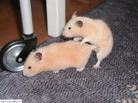 hamster-porn-P1010051.jpg
