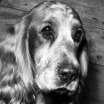 test_cocker-spaniel_mindre.jpg
