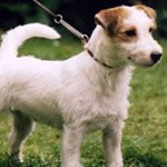 test_jackrussel_mindre.jpeg