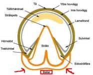 Names-of-hoof-parts.jpg