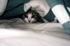 hiding.jpg