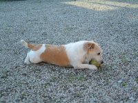mickis in action.jpg
