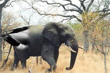 TLephant.jpg