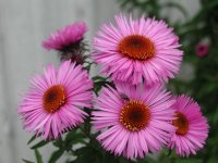 Erigeron%20hybrid%20'Rosa%20Triumph'.jpg