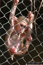 monkeysucker.jpg