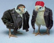 Biker-Chicks.jpg