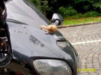 146.snigelfart (medium) (small).jpg