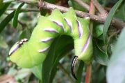 180px-Sphinx_ligustri_20050824_823_part.jpg
