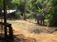 Bild 191 thai.JPG