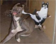 karte-katt.jpg