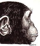 chimp_profile.jpg