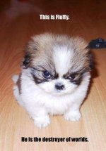 Fluffy.jpg