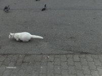katten.jpg