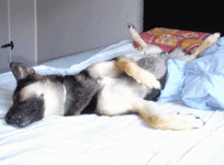 pacoliten.gif