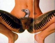 tatu7brd.jpg
