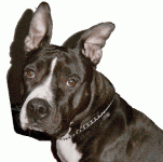 disa1.gif