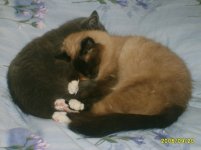 Kattgos.jpg