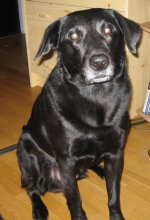 Bamse.jpg
