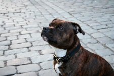 IMG_1261fixadliten2.JPG