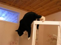 Knaskatt.JPG