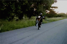 stegra.gif