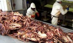 king_crab.jpg