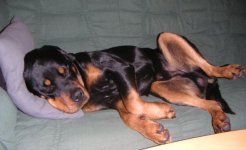 zorrosleep.JPG