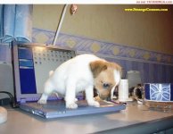 80433-Animaux_145.jpg