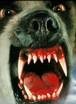 cujo.jpg