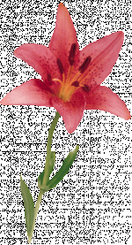 blomma.gif