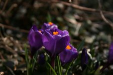 IMG_0721-small.JPG
