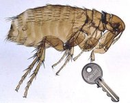 Insektsnyckel.jpg